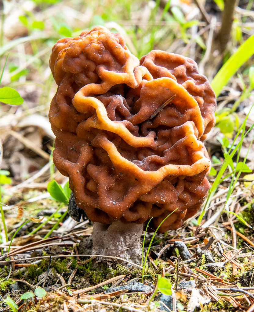 Voorjaarskluifzwam (Gyromitra esculenta)