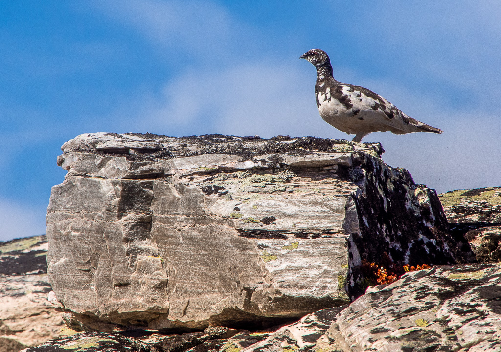Alpensneeuwhoen (Lagopus mutus)