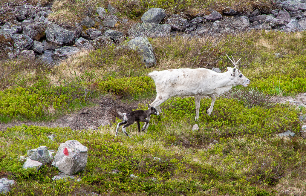 Reindeer with calf; (Rangifer tarandus)