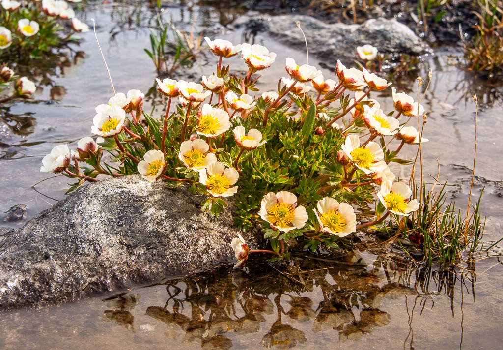 (N)Issoleie; (E)glacier buttercup (Ranunculus glacialis)