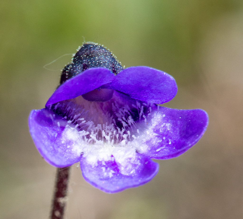 butterworts (Pinguicula vulgaris)