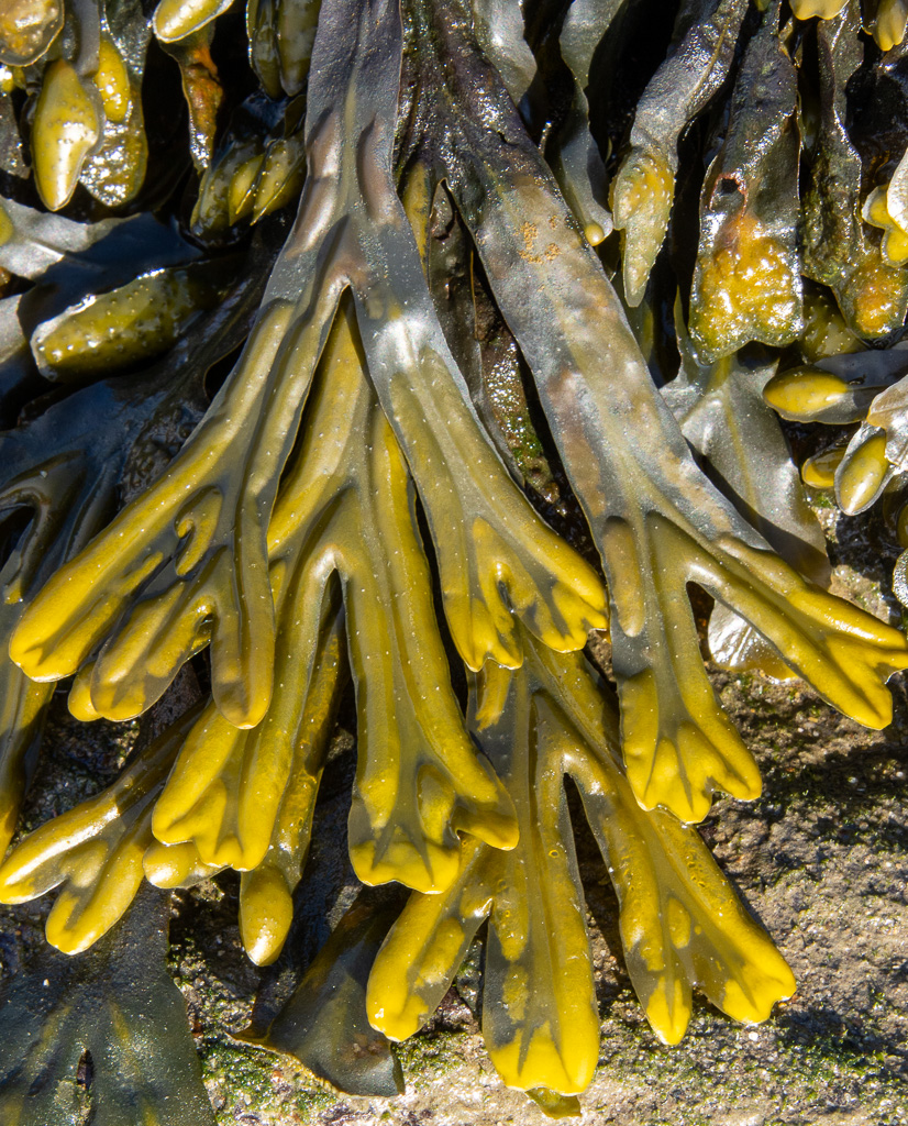 coast area north-Portugal