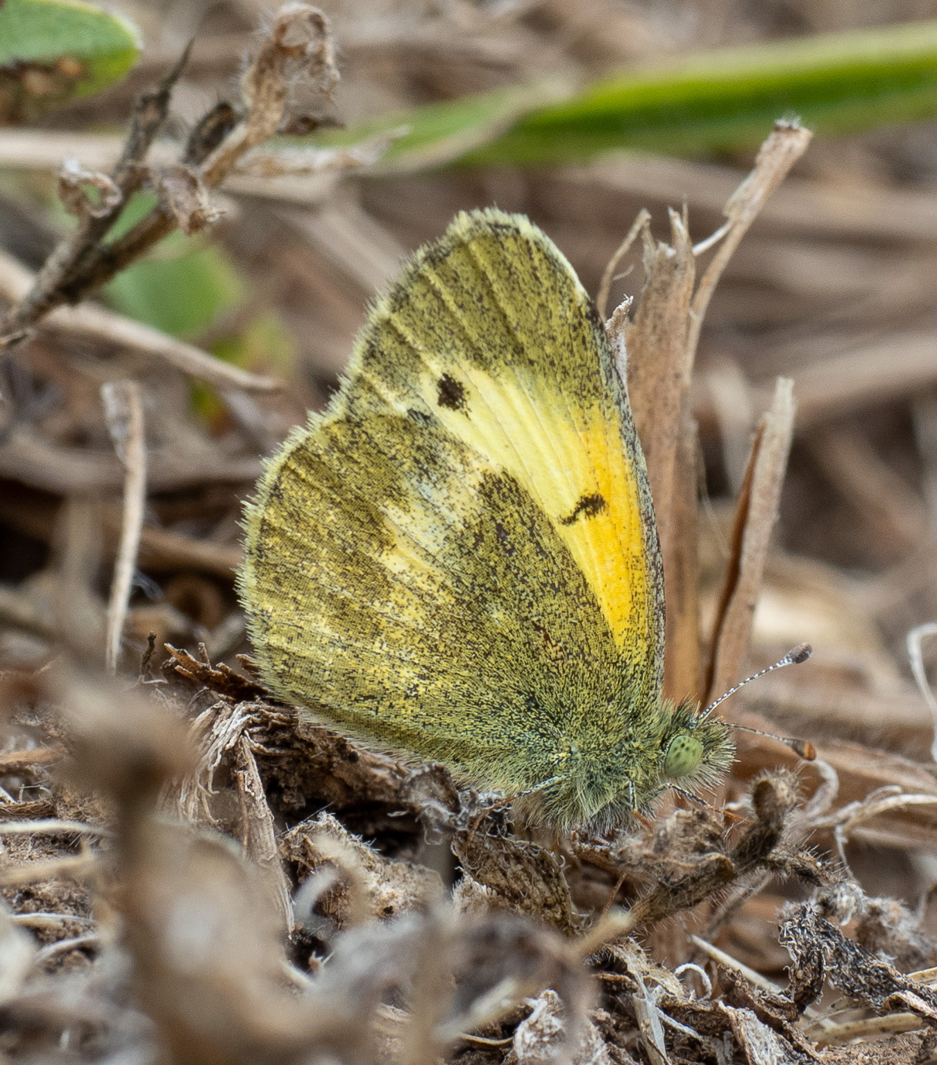 Dainty sulphur (Nathalis iole)