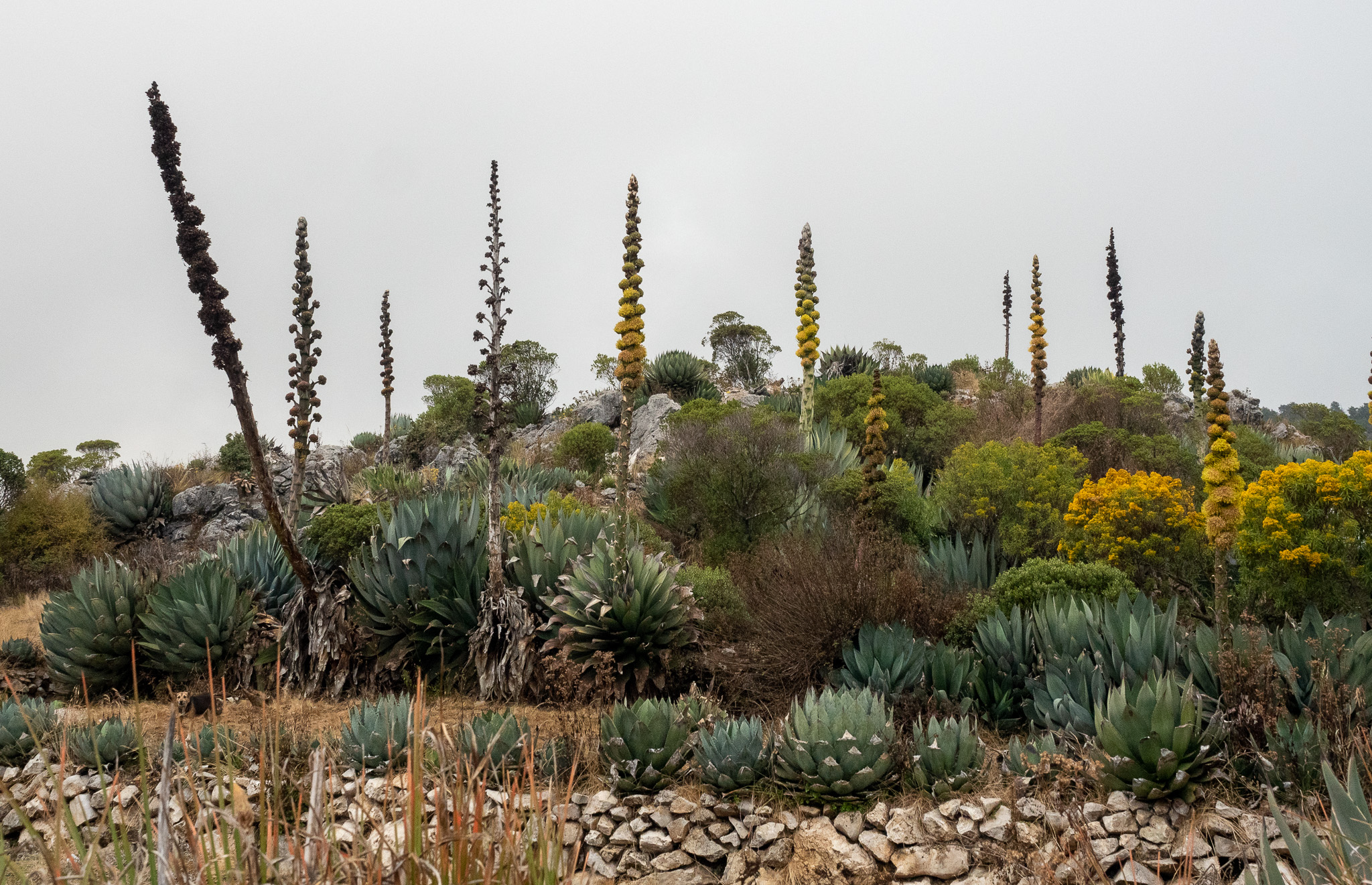 Agaves on the way to San Nicolas