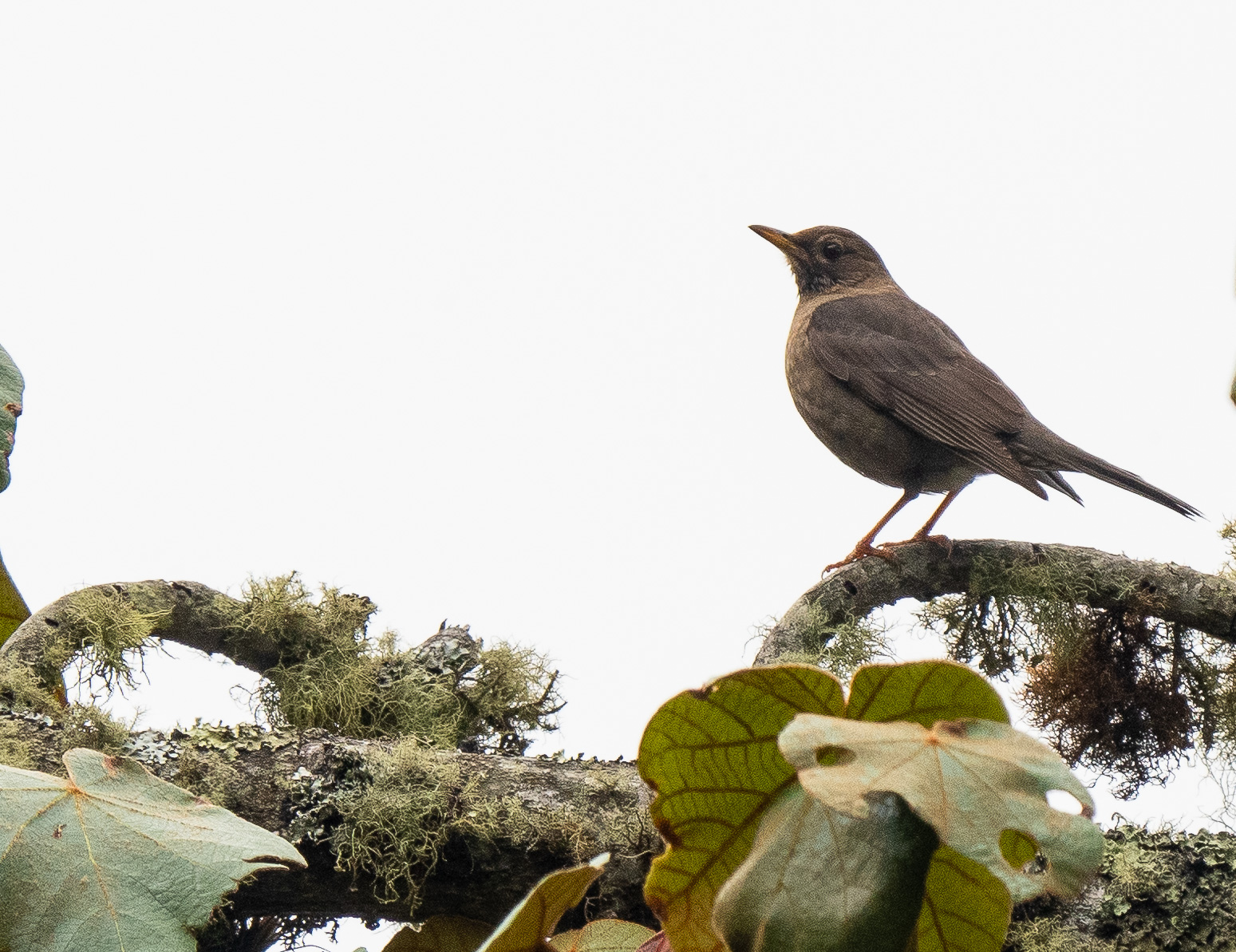 Clay-colored Thrush (Turdus grayi)