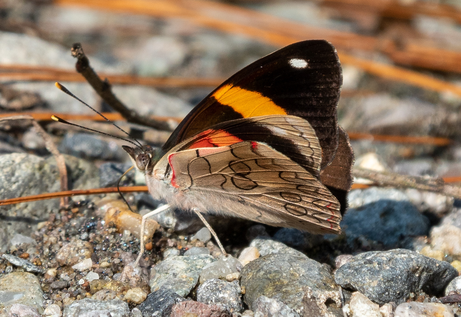Orange-striped eighty-eight (Diaethria pandama)