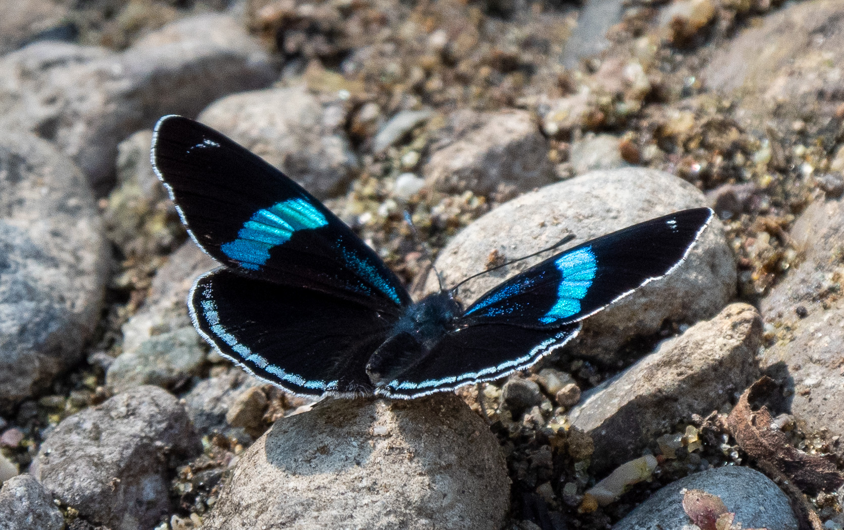 Anna's eighty-eight (Diaethria anna)