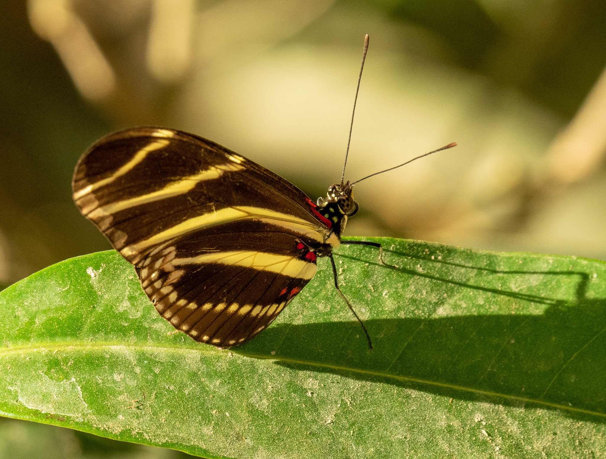 Zebra heliconian (Heliconius charithonia)