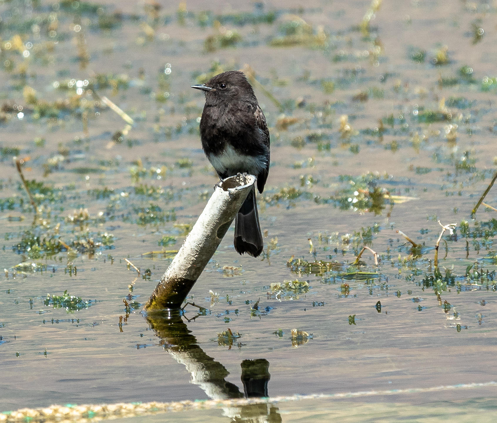 Black Phoebe (Sayornis nigricans)