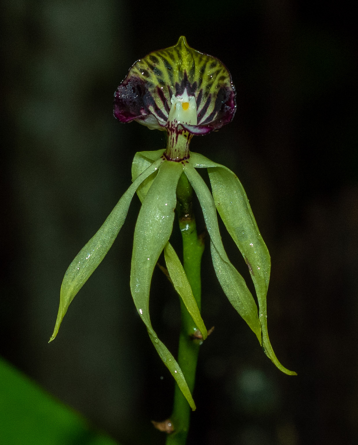 Cobán, Alta Verapaz province; Orquigonia (private orchid sanctuary)
