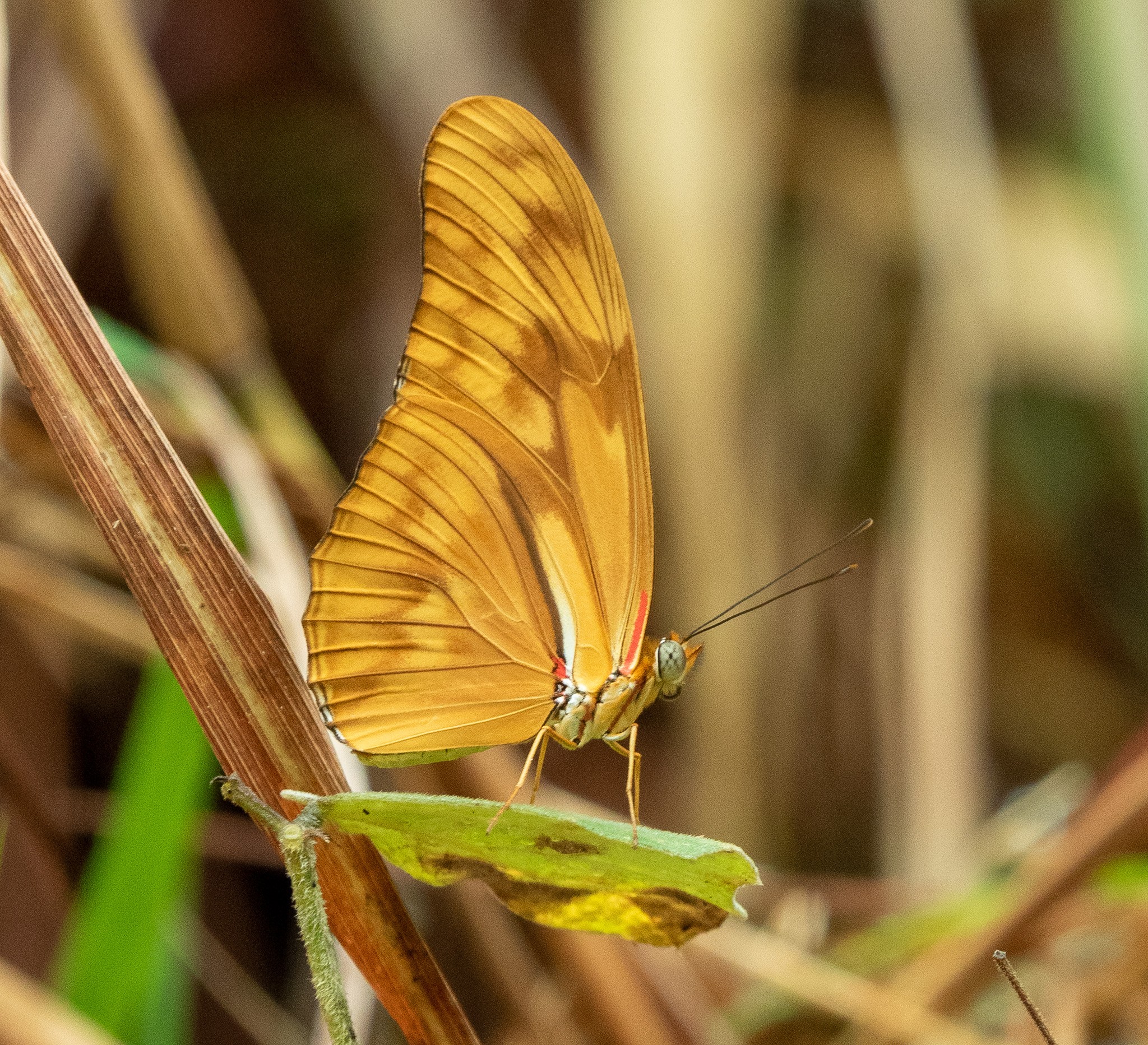 Julia heliconian (Dryas julia)