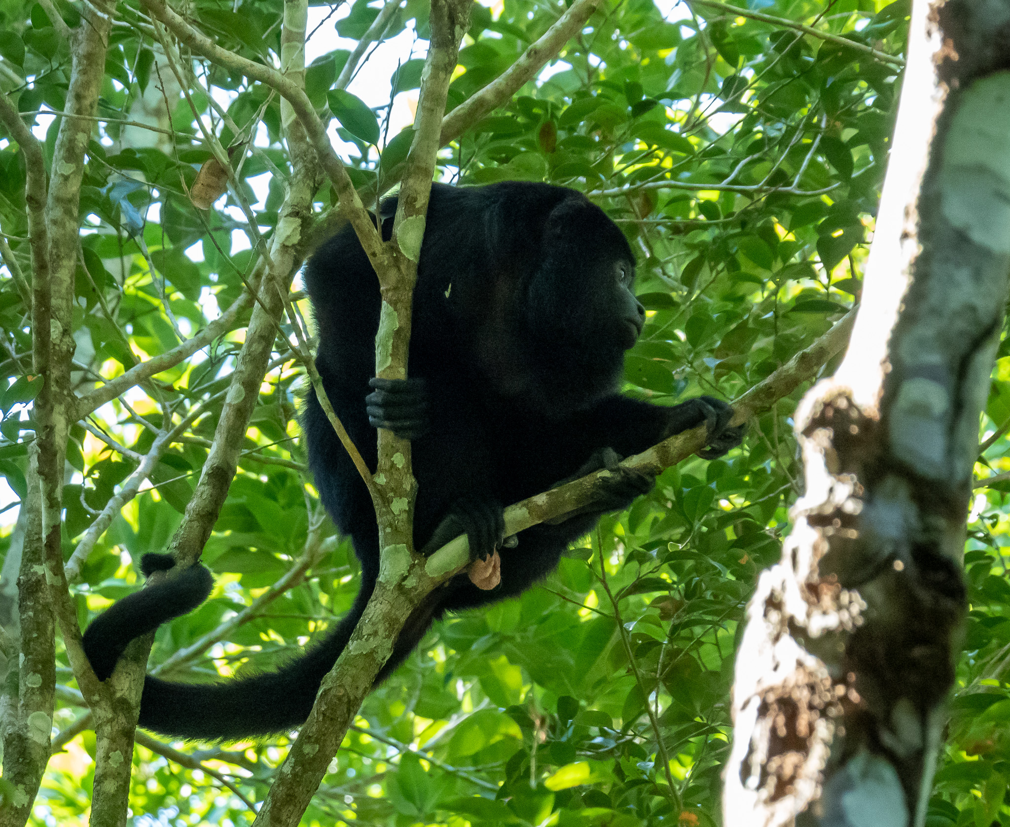 Guatemalan black howler (Alouatta pigra)