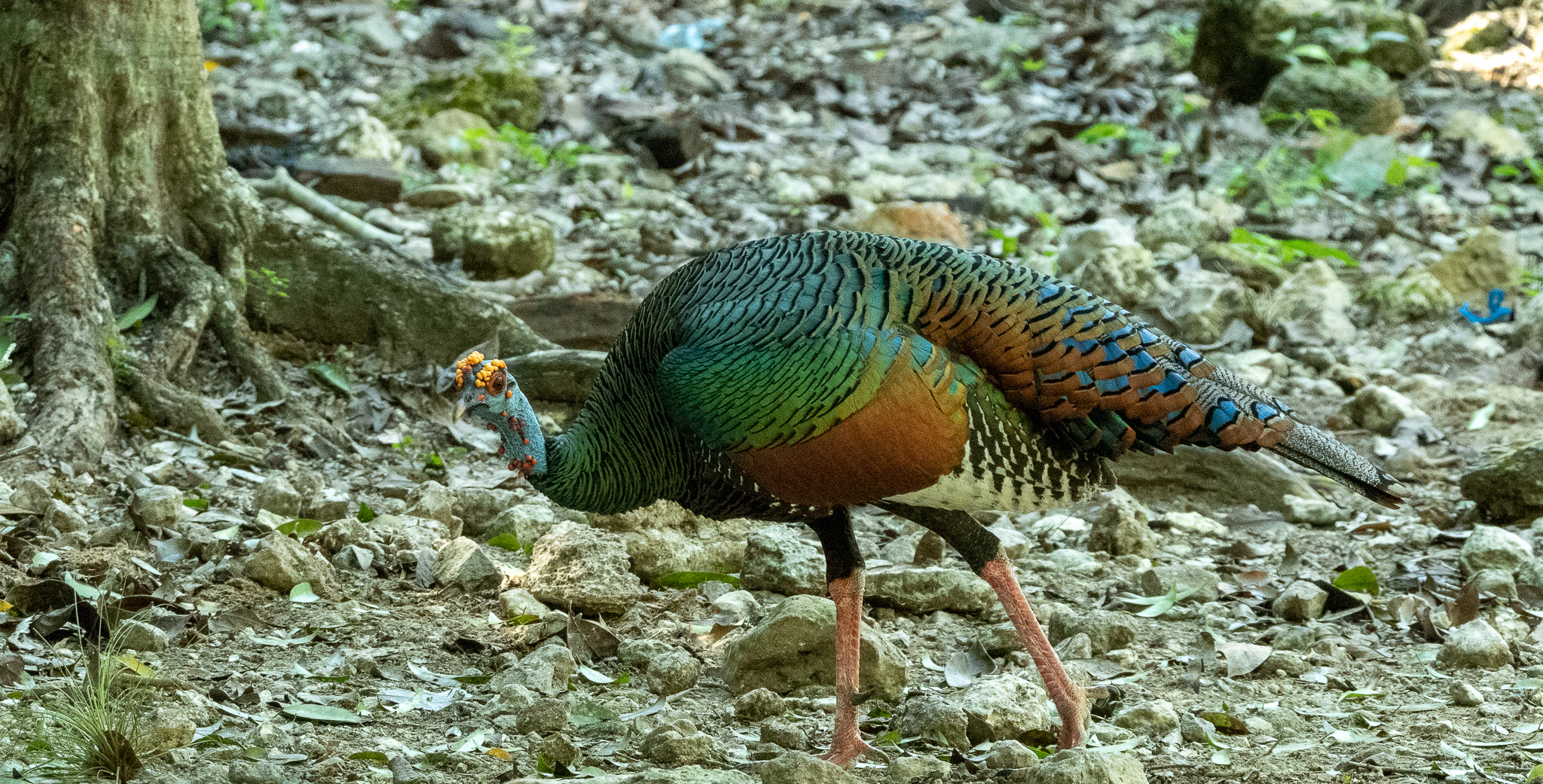 Ocellated turkey(Meleagris ocellata)