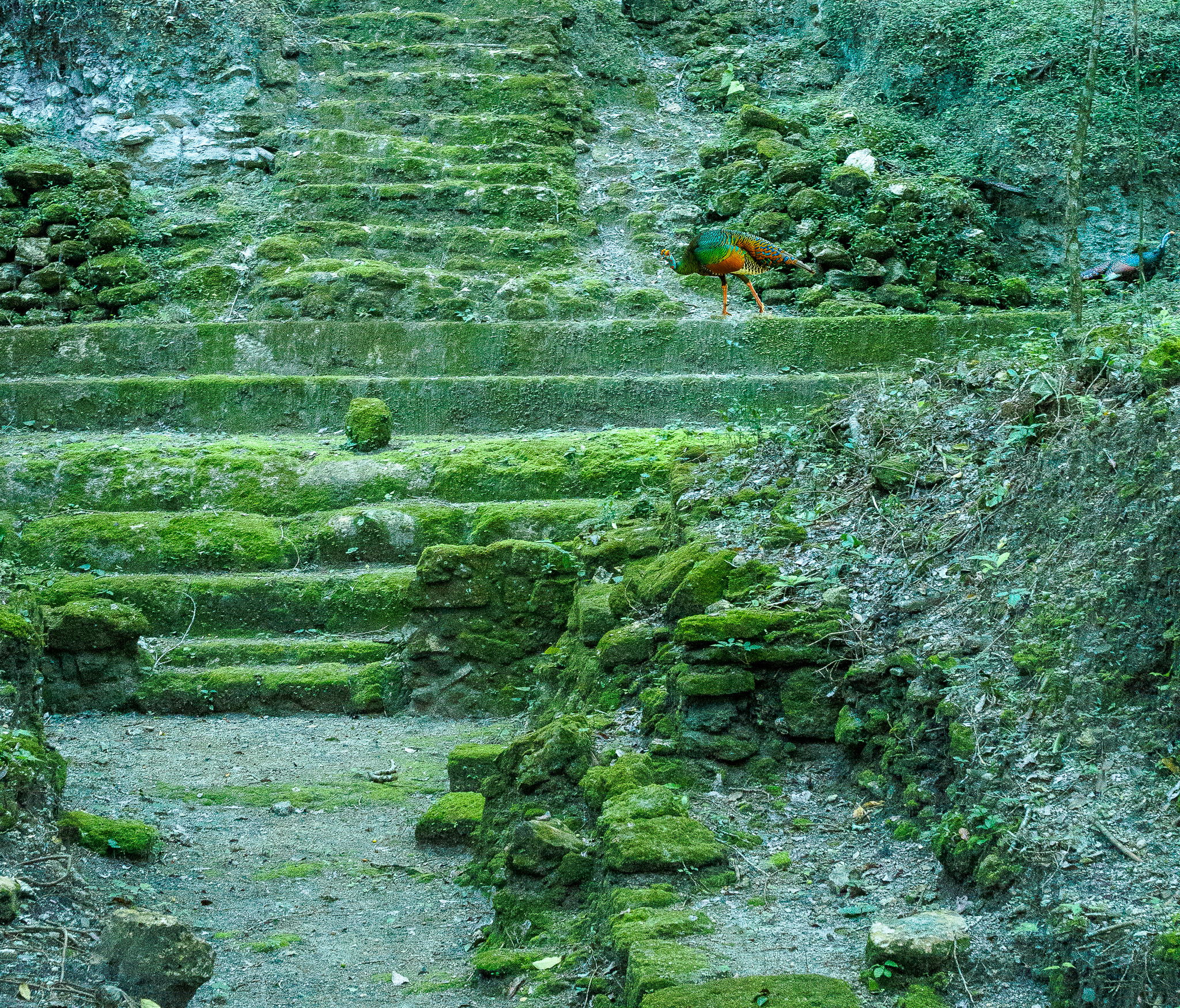 Exploring Maya site El Mirador; Pavo ocerado / Ocellated turkey (Meleagris ocellata) crossing pyramid base