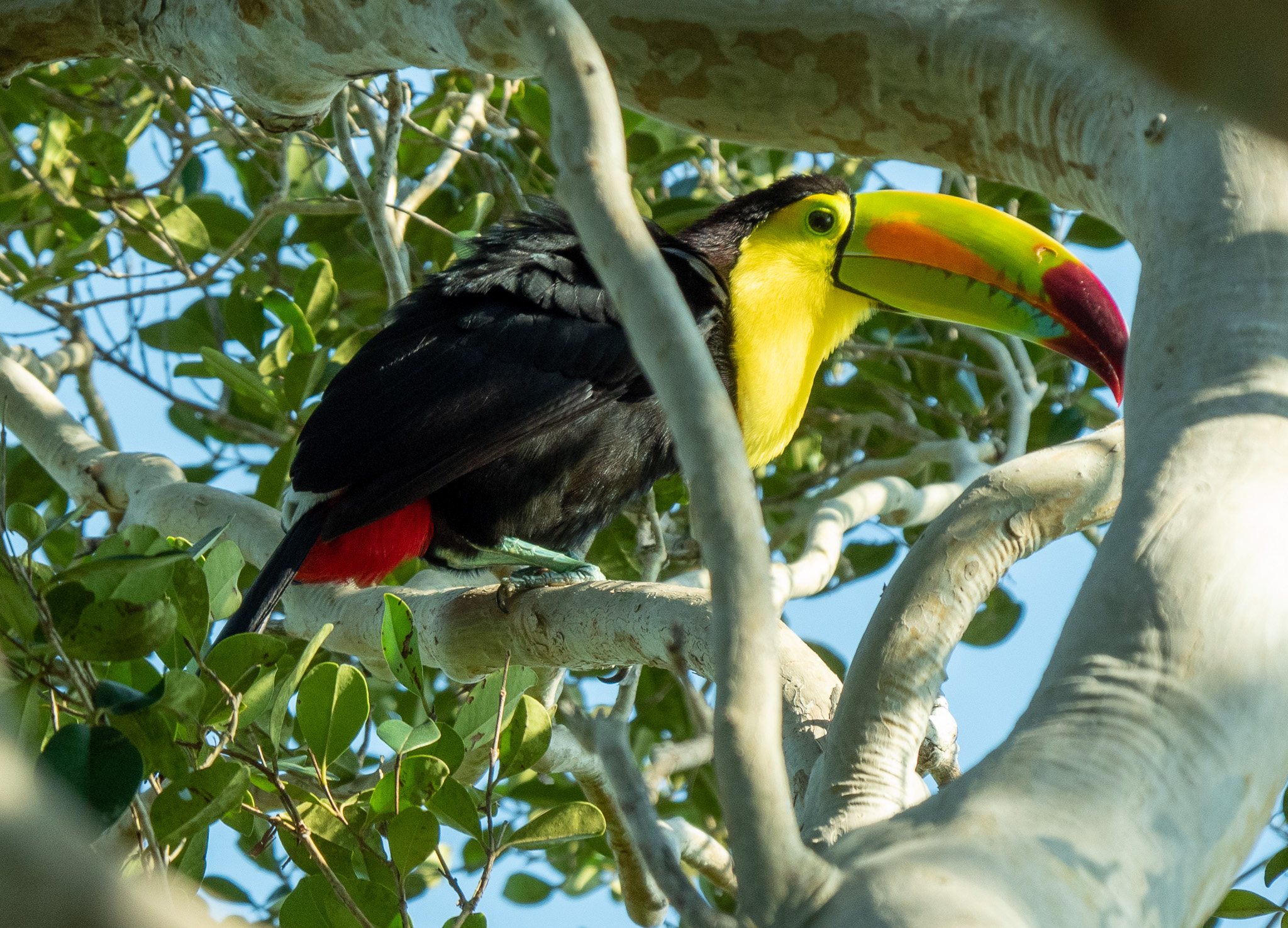 Keel-billed toucan (Ramphastos sulfuratus)