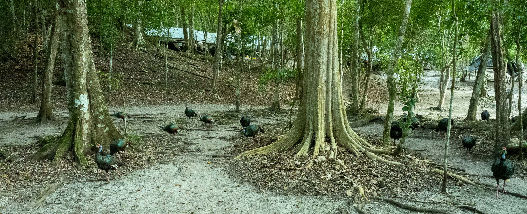 Maya site El Mirador; Pavo ocerado / Ocellated turkey (Meleagris ocellata) near the camp site