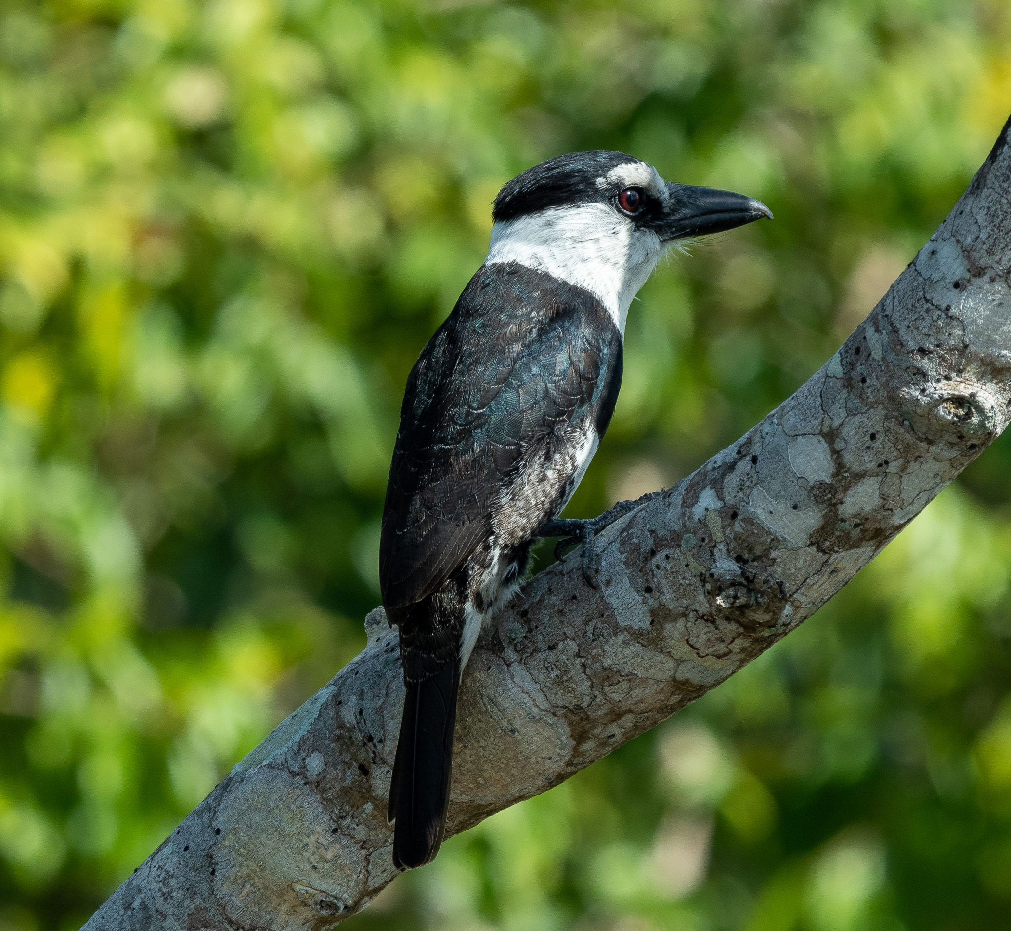 White-necked puffbird (Notharchus hyperrhynchus)