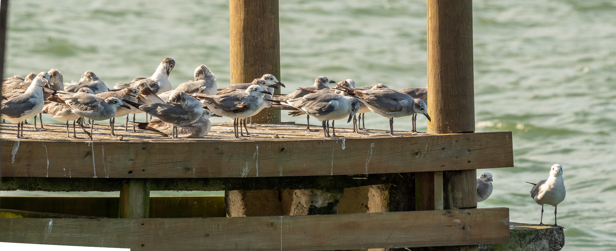 Laughin Gull  (Leucophaeus atricilla) at Rio Dulce harbour; waiting for boat transport