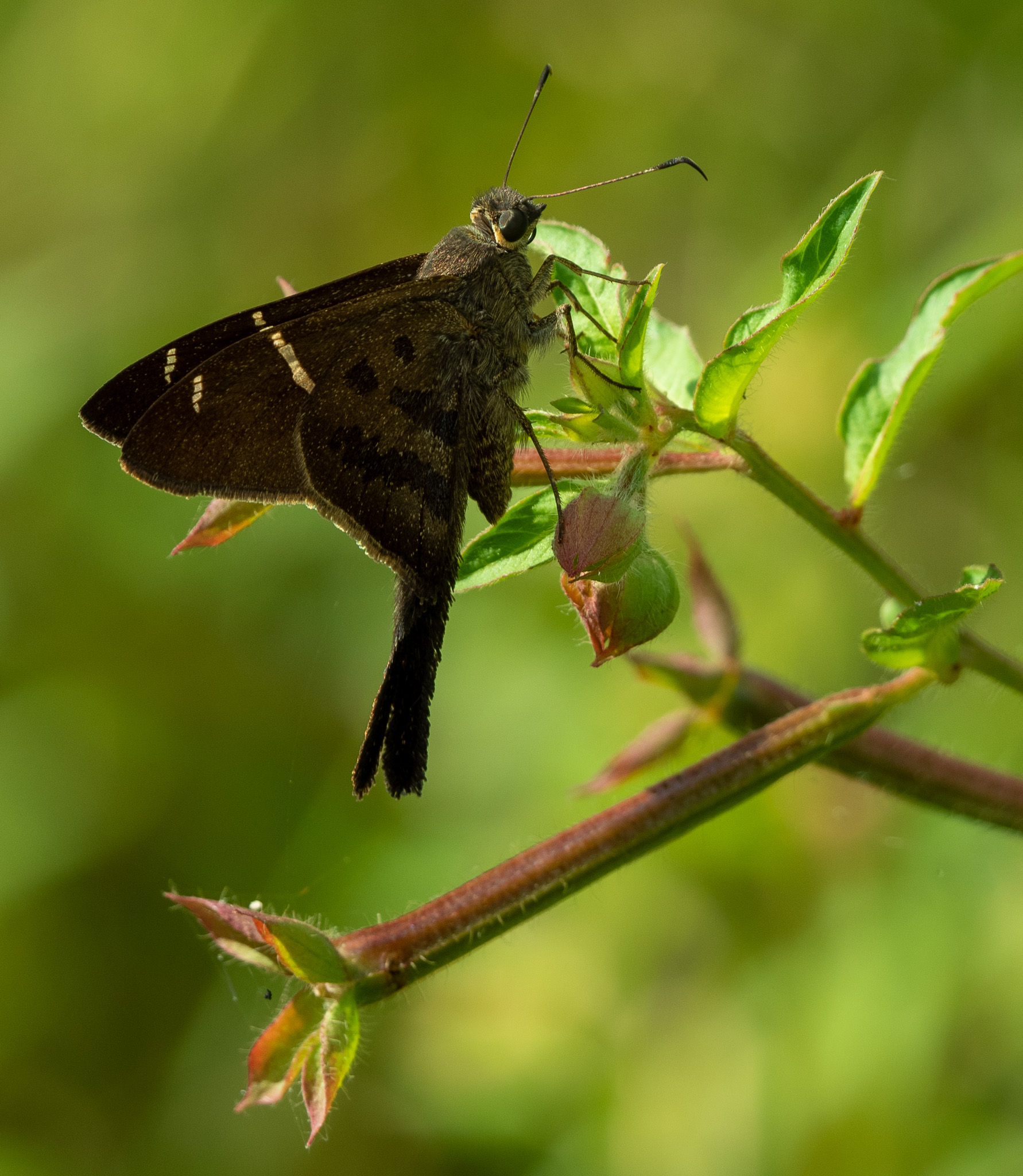 Teleus longtail (Urbanus teleus)