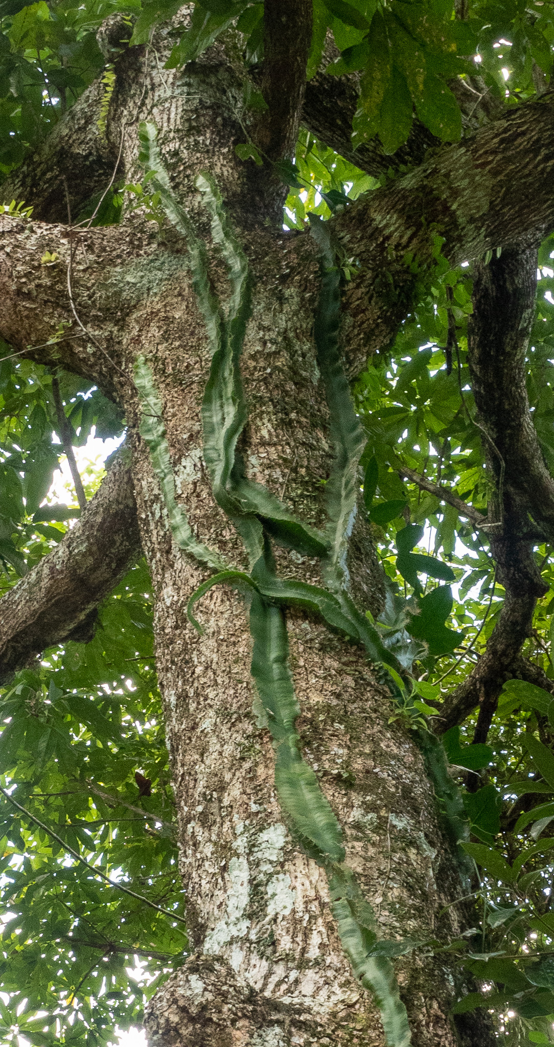 Hacienda Tijax; tropical forest nature reserve