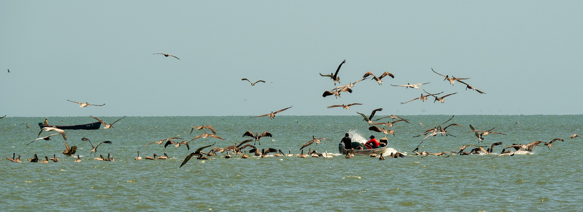Brown pelican (Pelecanus occidentalis) in the wash of Garifuna fishermen