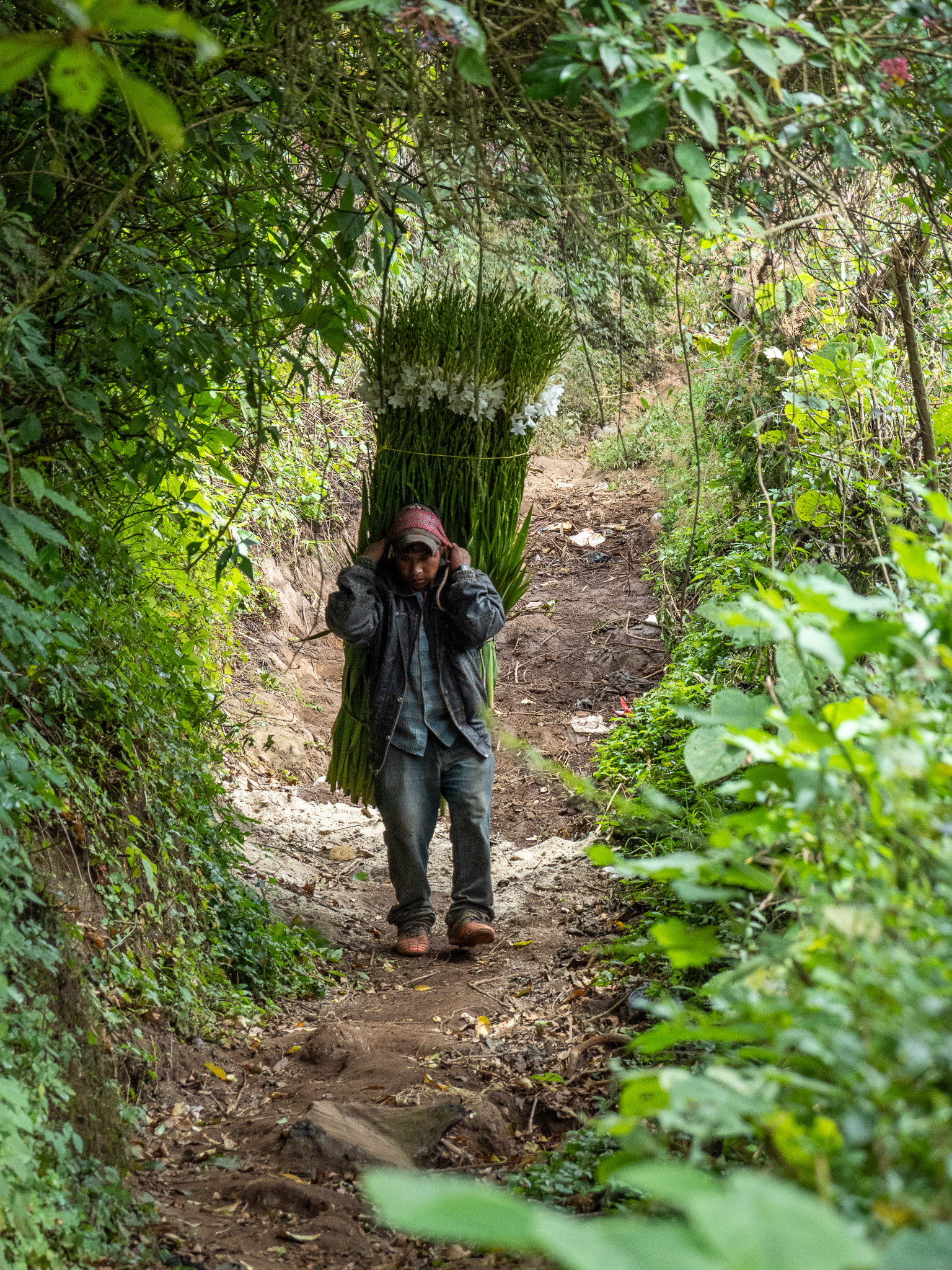 Cerro de La Cruz; bringing down harvested flowers for sale