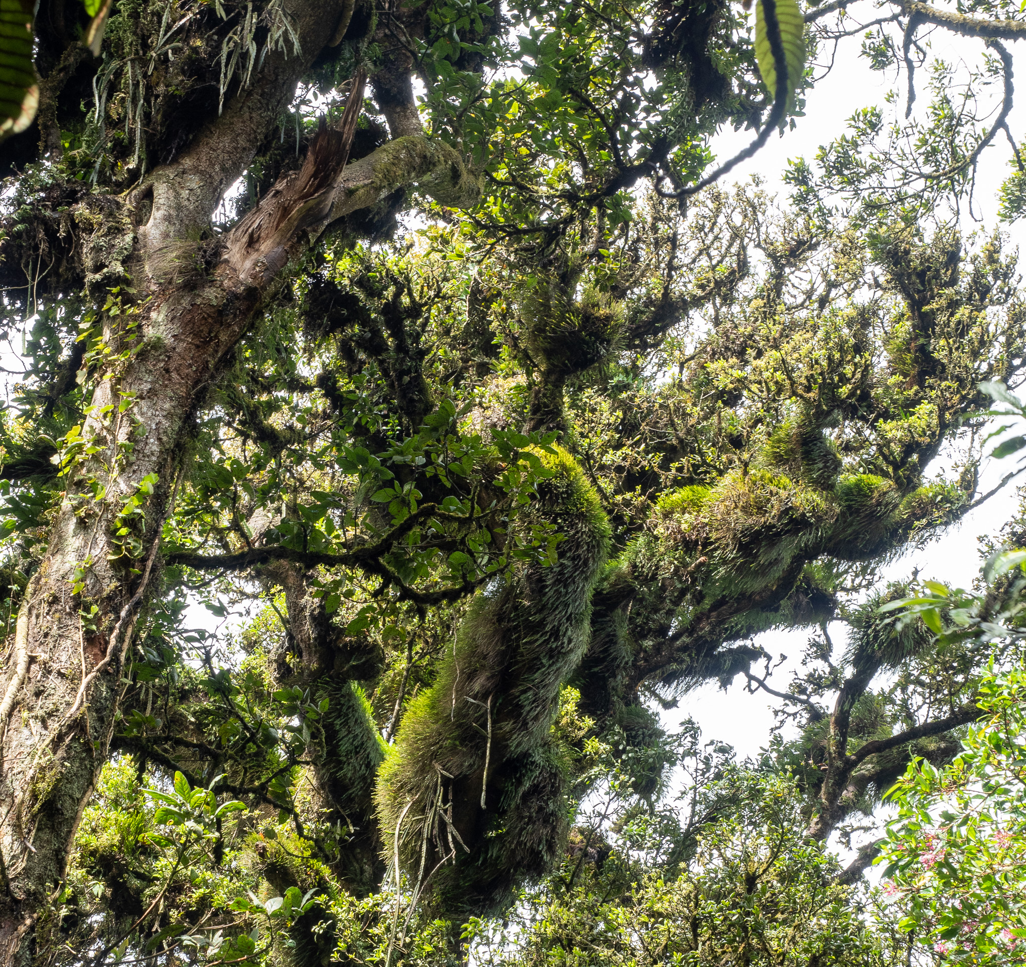 Cerro de La Cruz; remnants of jungle on top