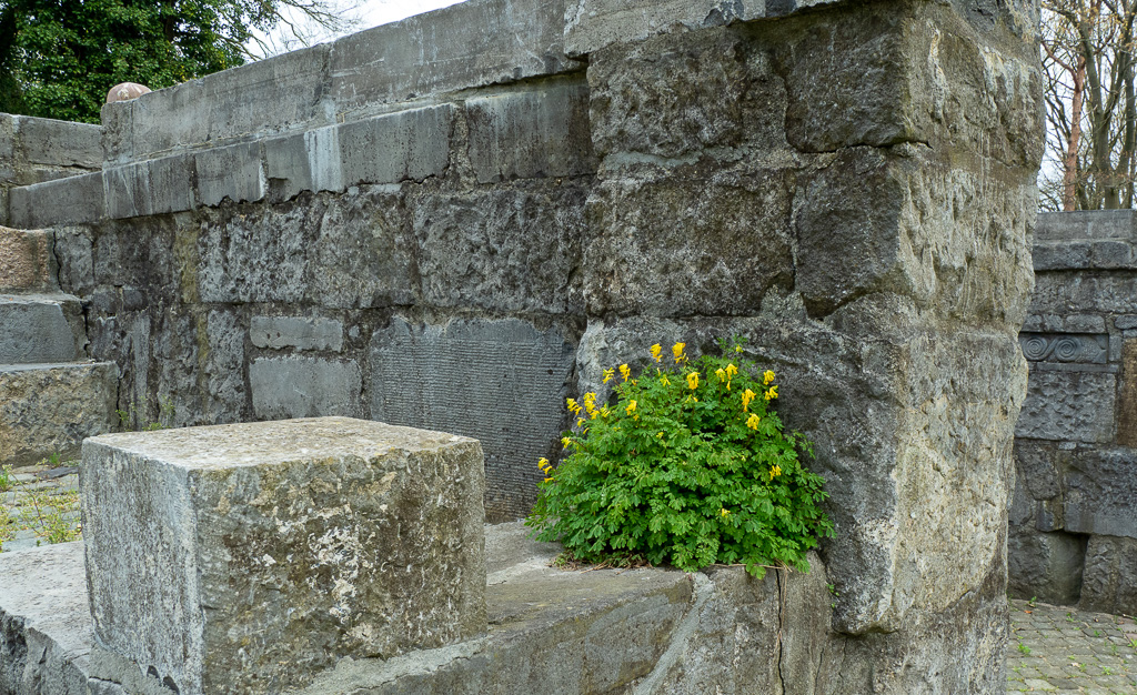 Gele helmbloem - Pseudofumaria lutea - Lux et Terra (beeldentuin bij Lierop)