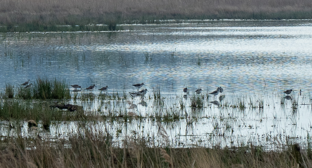 Groenpootruiter - Tringa nebularia (Strabrechtse Heide)