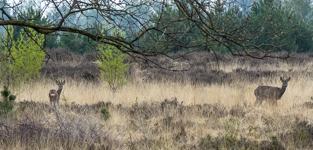 Ree - Capreolus capreolus (Strabrechtse Heide)
