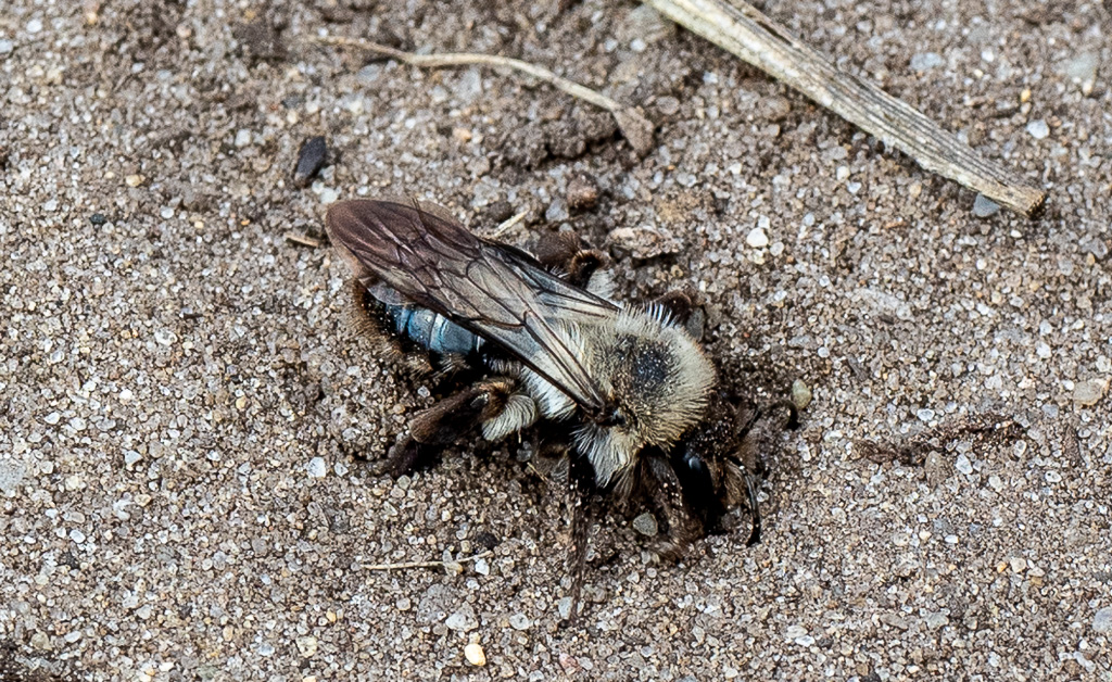 Grijze zandbij - Andrena vaga