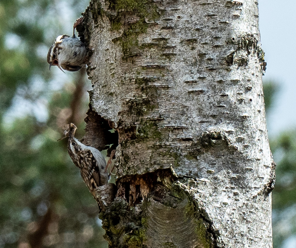 Boomkruiper - Certhia brachydactyla