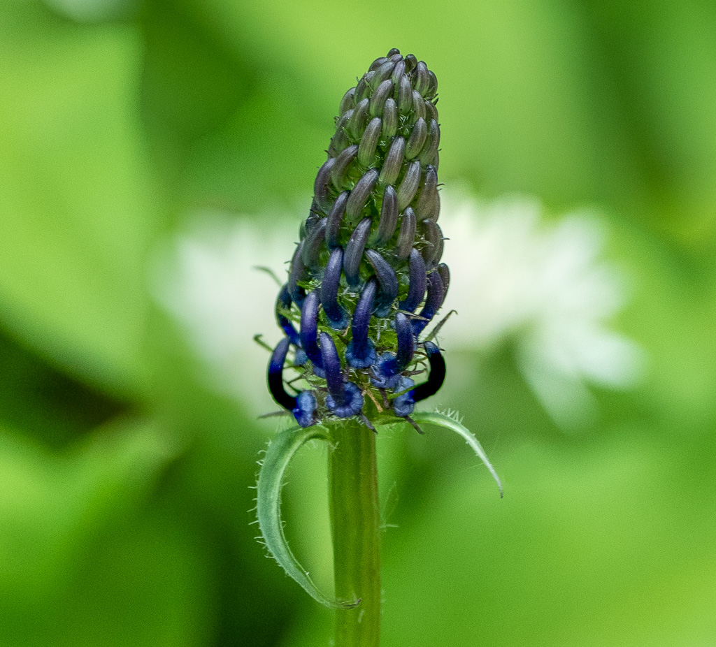 Zwartblauwe rapunzel - Phyteuma nigrum  - Savelsbos