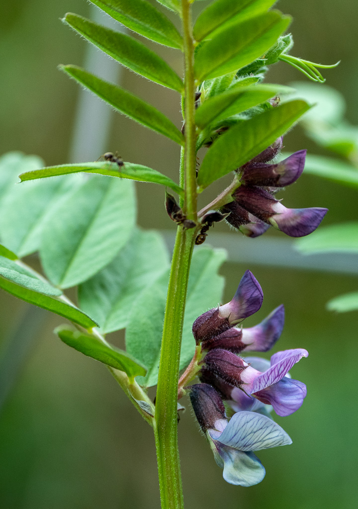Heggenwikke - Vicia sepium