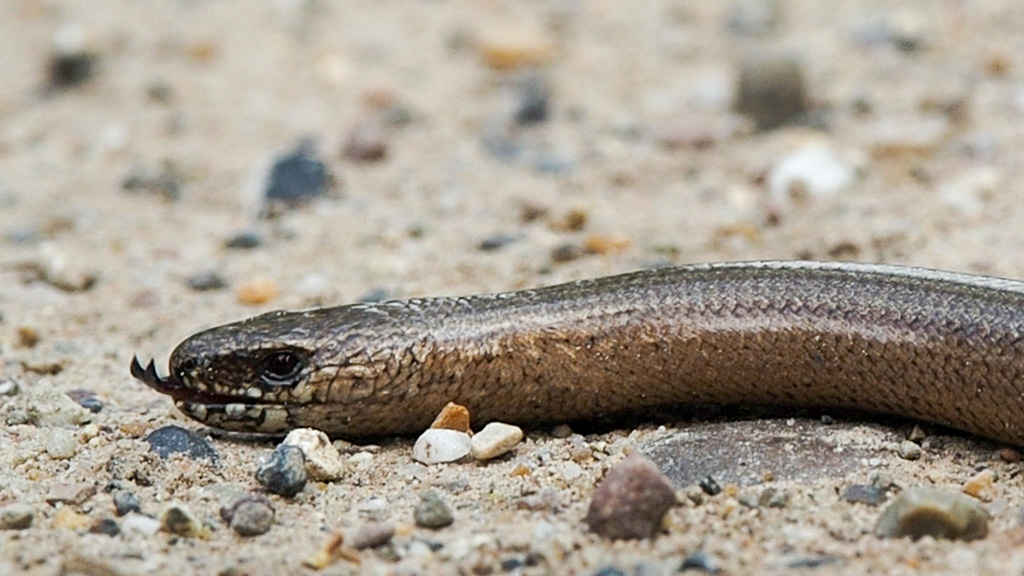 Hazelworm - Anguis fragilis