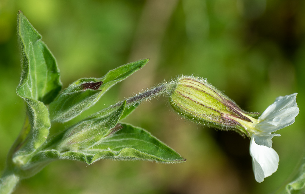Nachtsilene - Silene nutans
