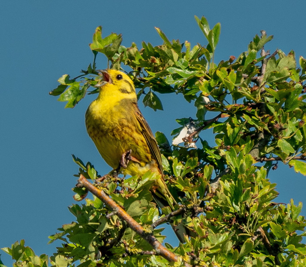 Geelgors (Emberiza citrinella)