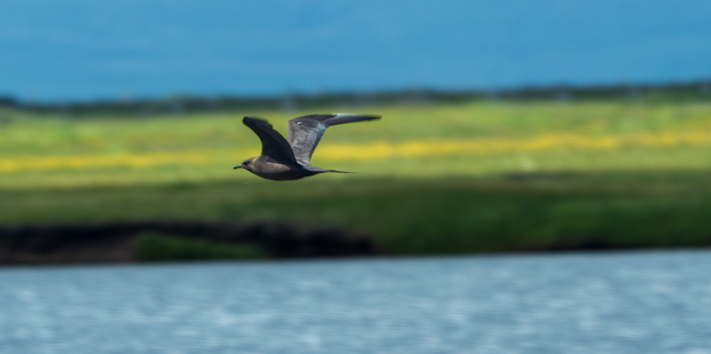 Kleine Jager (Stercorarius parasiticus)