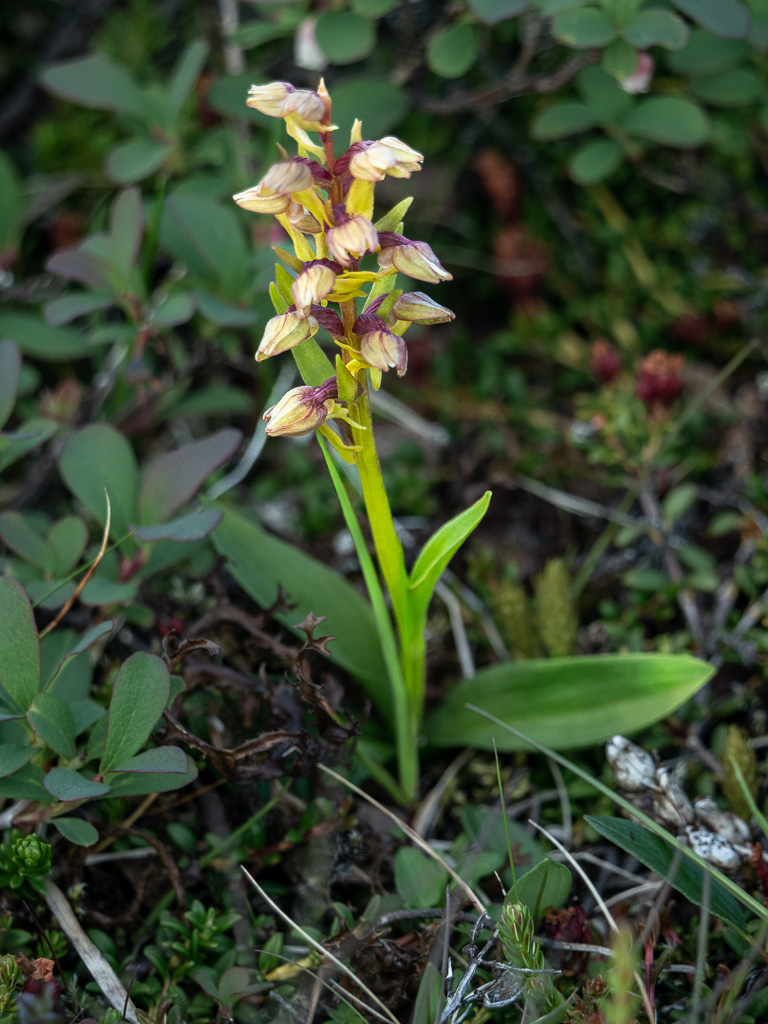 Groene nachtorchis - Dactylorhiza viridis