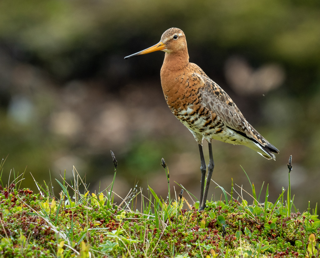 IJslandse Grutto (Limosa limosa islandica)