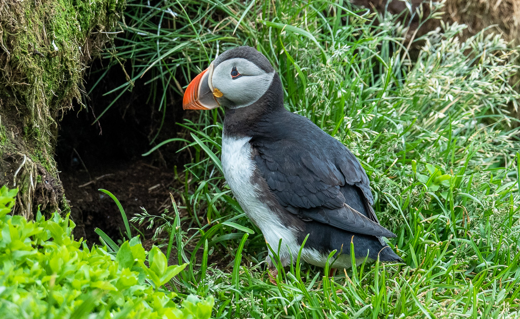 Papegaaiduiker (Fratercula arctica)