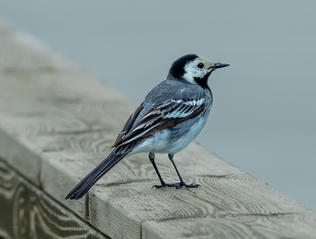 Witte Kwikstaart (Motacilla alba)