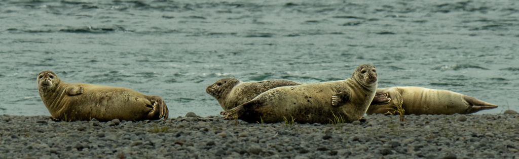 Gewone Zeehond (Phoca vitulina) at the estuary of Lagarfljót