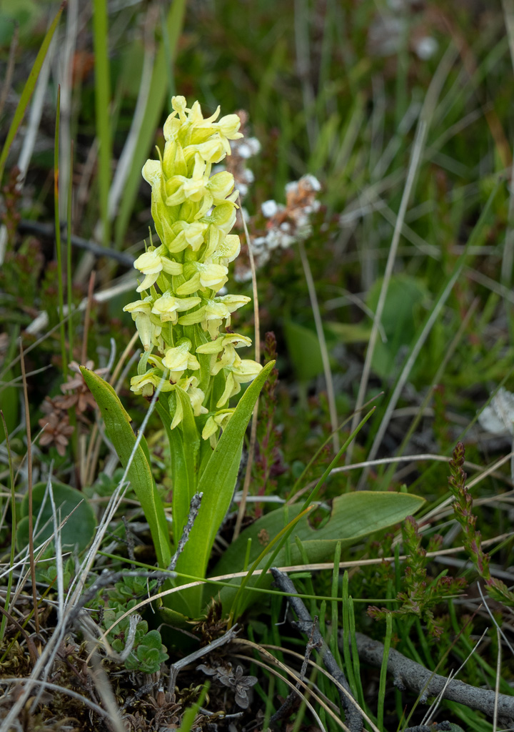 Noordse nachtorchis (Platanthera hyperborea)