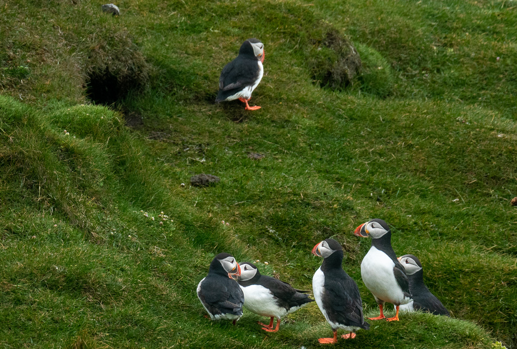 Papegaaiduikers (Fratercula arctica) at Rauðinúpur cape, Melrakkaslétta peninsula
