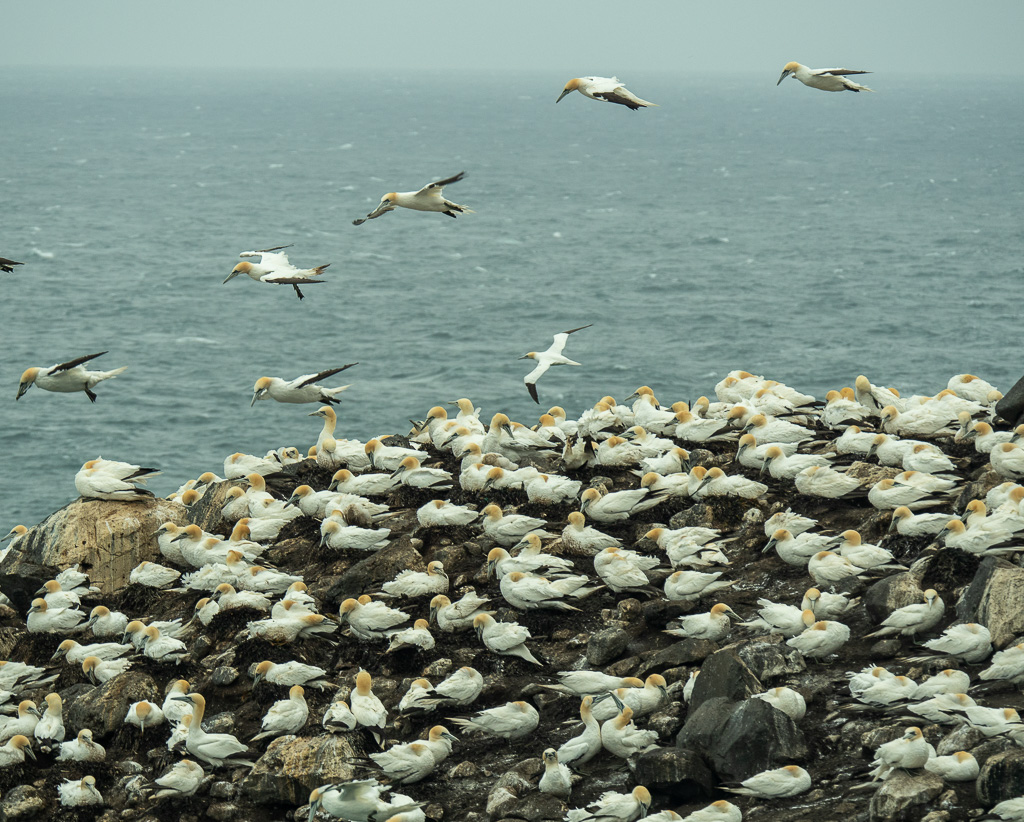 Jan-van-genten (Morus bassanus) at Rauðinúpur cape, Melrakkaslétta