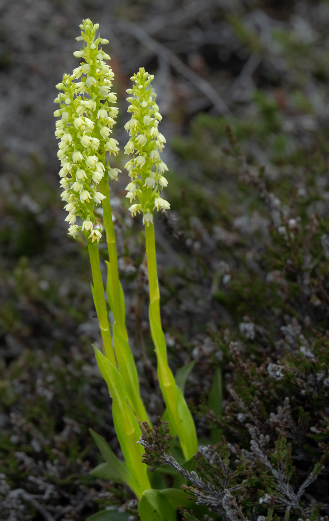 Witte muggenorchis (Pseudorchis albida)