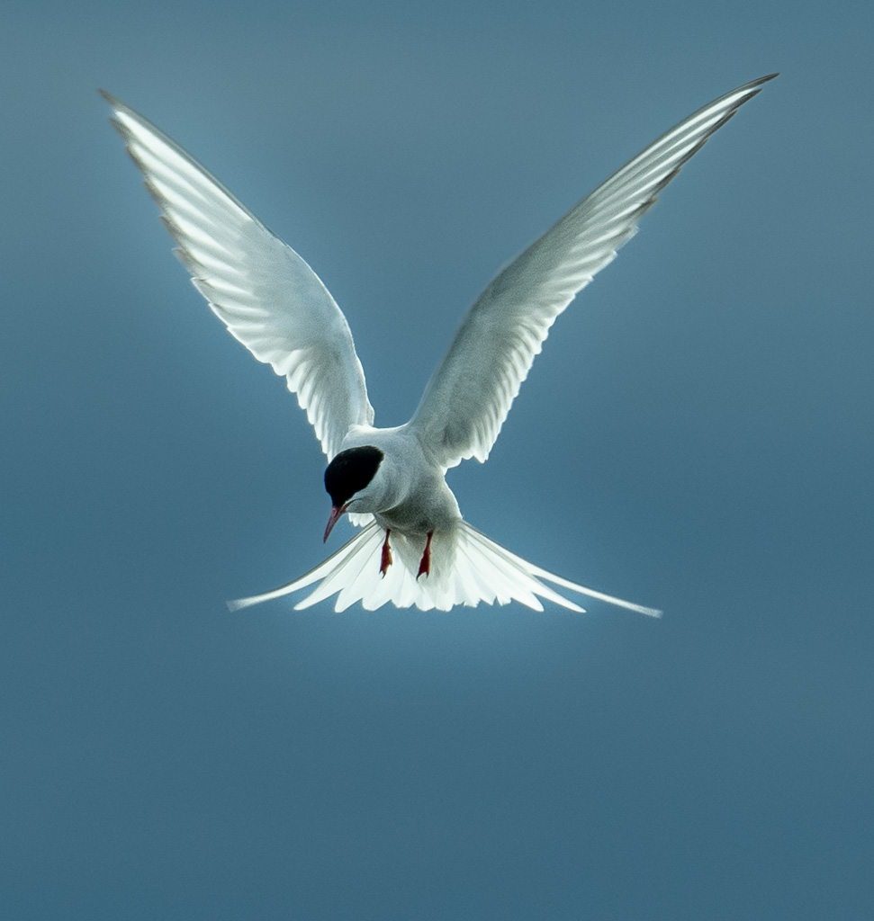 Noordse Stern (Sterna paradisaea)