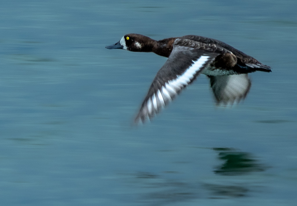 Topper (Aythya marila)