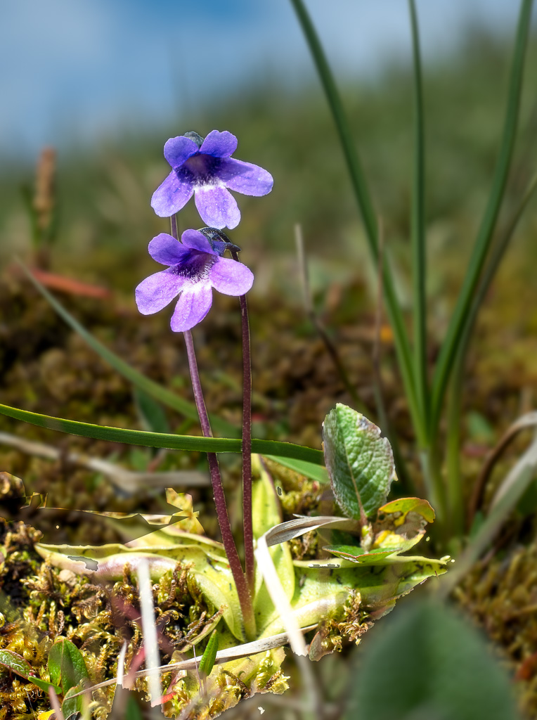 Vetblad (Pinguicula vulgaris)